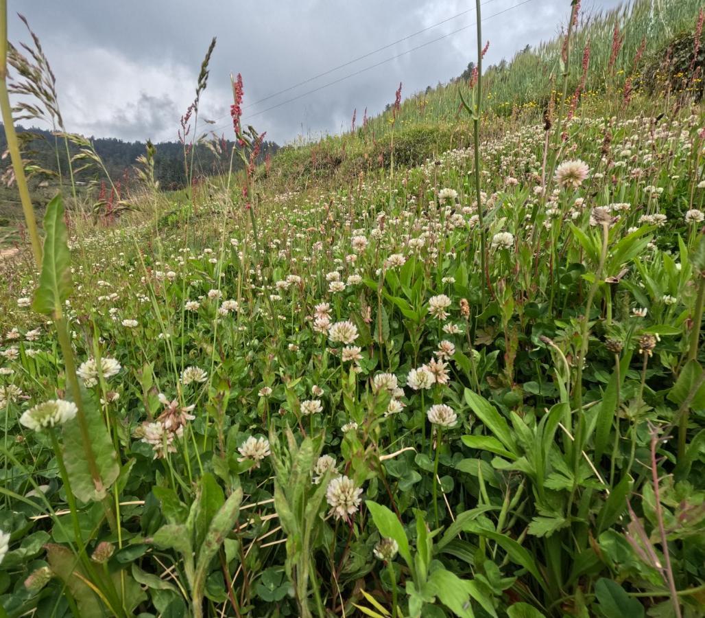 The Void - Tirthan Valley * Gushaini